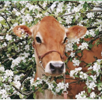 Cow. Vibes