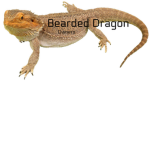 Bearded Dragon Owners