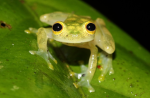 The Official Green-Guys
