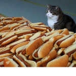 CAT AND HOT DOGS