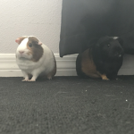 pip and nutmeg fanclub