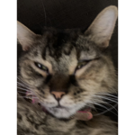 |{epikcat}|