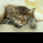 Fredi's Difficulty Chart Obby (READ DESC)