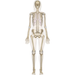 Skeleton group yep