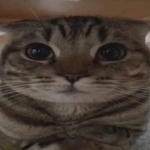 Cat is strong!