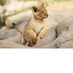 The Cool Lion squad