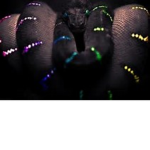 Vicious Pythons