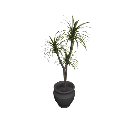 PottedPlant_Dracaena