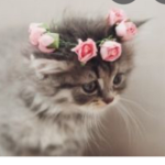 flower halo cat group
