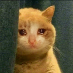 Cats and My fan group