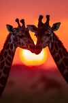 Die smashen_Giraffen