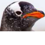 Penguins are Great and so are you