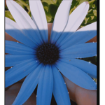 SunflowersLuvs