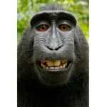 Monkey Jungle tribe