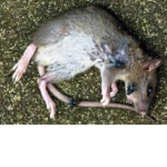Rat poop caca