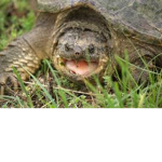 The Psychotic Turtles