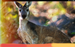 Join kangaroos!