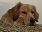 mydoggos