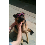 Dog grop