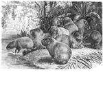 Doge group (and capybara group)