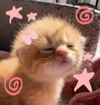 -•KITTY CATSX3-•