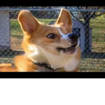 Random Group For Corgi People And Other