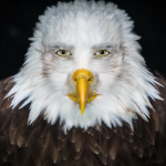 Mighty Human Eagles
