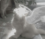 SK4LL'S ANGELS