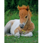Horse Topia
