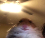 Mice United Official Group