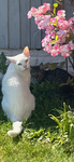 Cats are very very cool :D