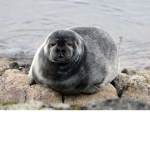 Big Galumphies