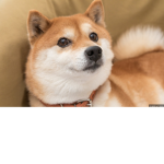 Dog squad corgis are cute