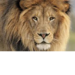Lion Pride:ULTIMATE