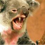 Koala Landia