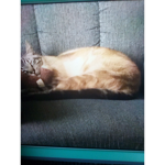 love cats love