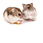 Caramel and Simba
