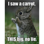 Funny Bunny memes