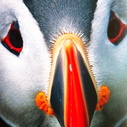 Puffin