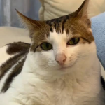 uncle bao the cat