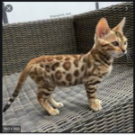 Cats I love cats so much