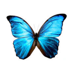 amara flies <3