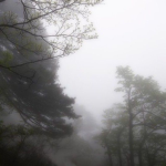 NINE九