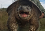 TURTLE BESTIES