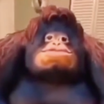 MONKEYS UNITED OOOO OOOOOOOO AAAAAA AAAAAAAAAAAAA