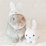 Bunnnny