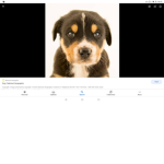 Dog _fam