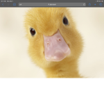 Duck_united!!