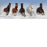 The horse gals of roblox