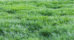 touch grass gruop